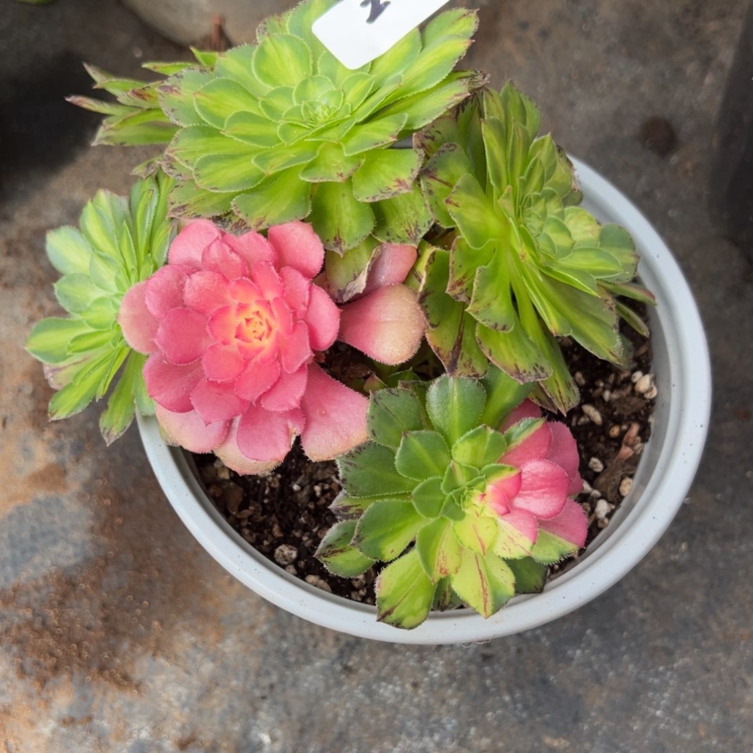 2知否诺肉一一一zi20包邮