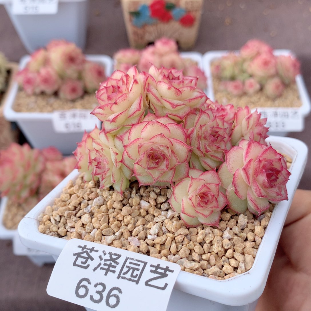 636麦秆群不包整散