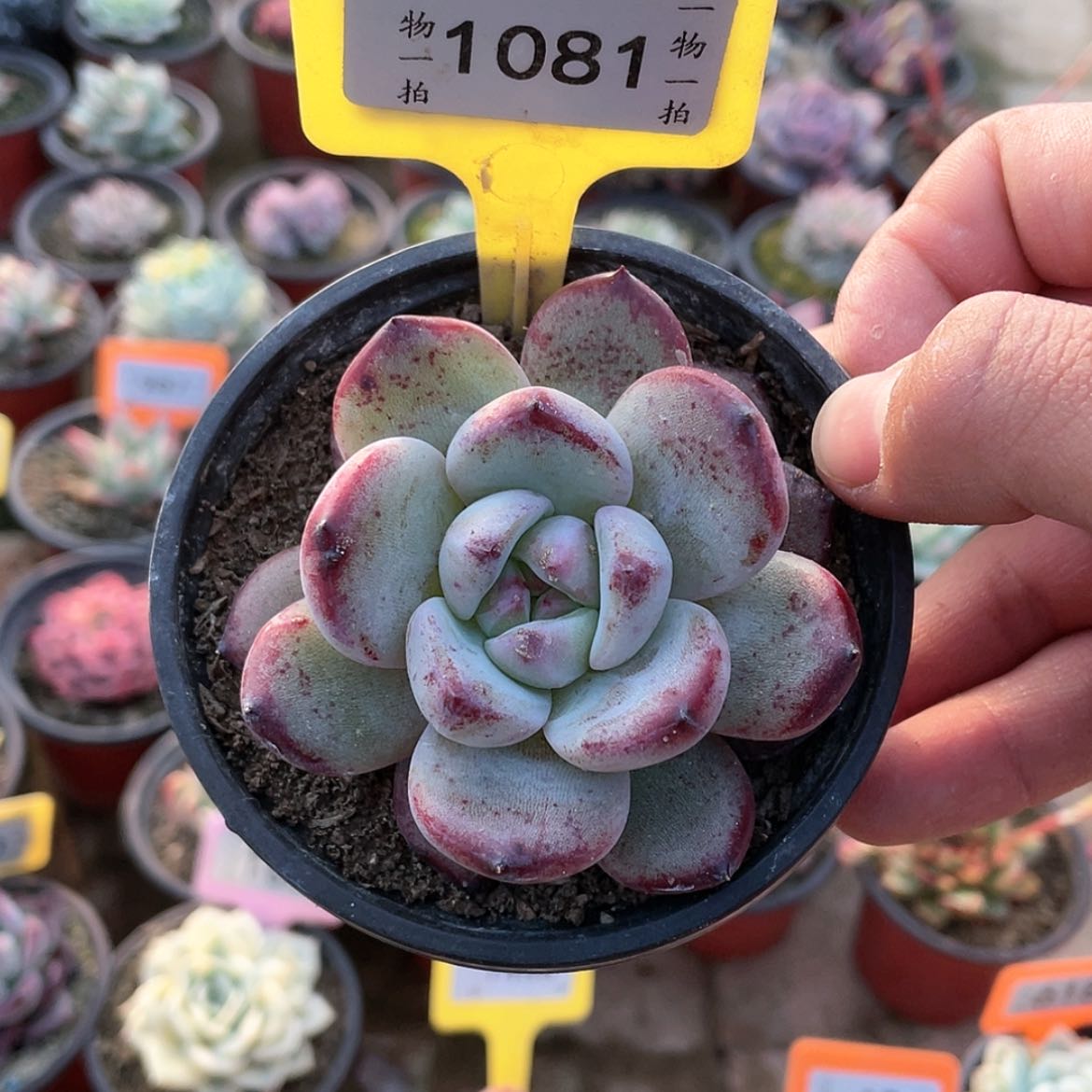 【闪购商品】1081号