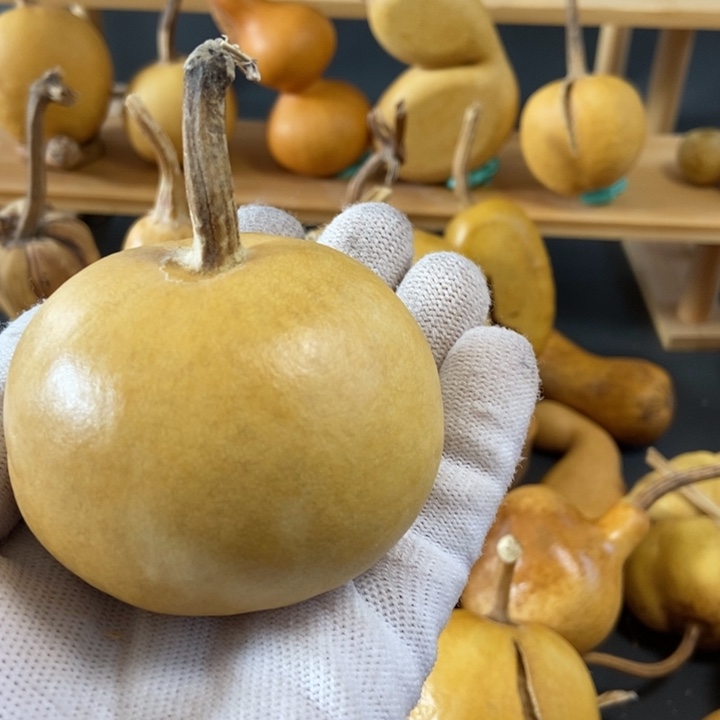 二*葫芦葫芦真的