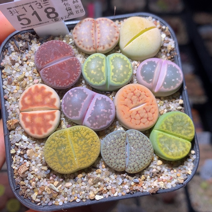 精品生石花113.518