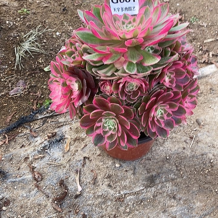 多肉植物孔雀681多肉