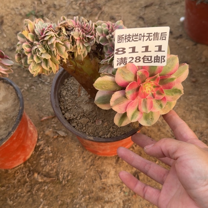 8111二号棚荔枝多肉A