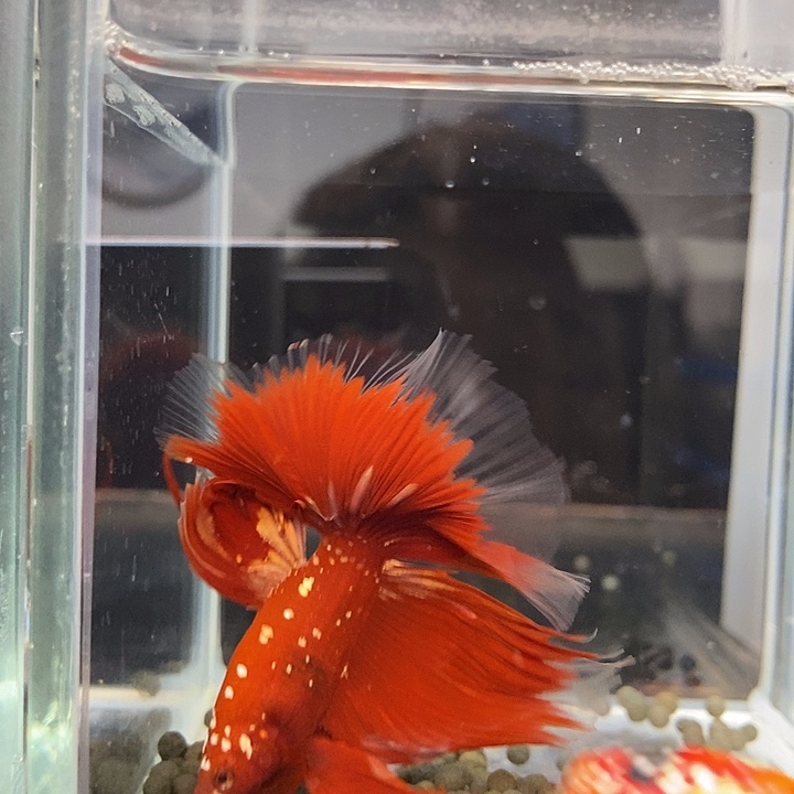 @***川斗鱼黑224号巨斗半月