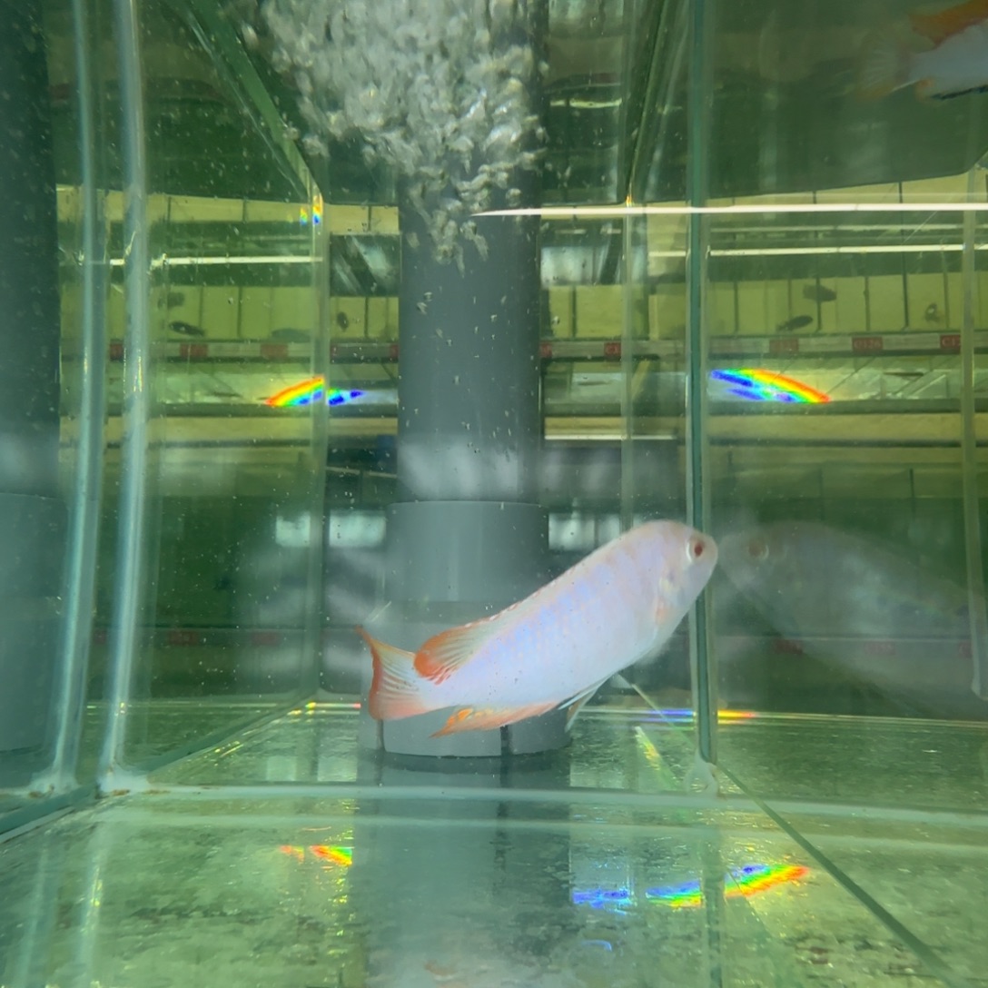 海水鱼C031-白子mbj10左右