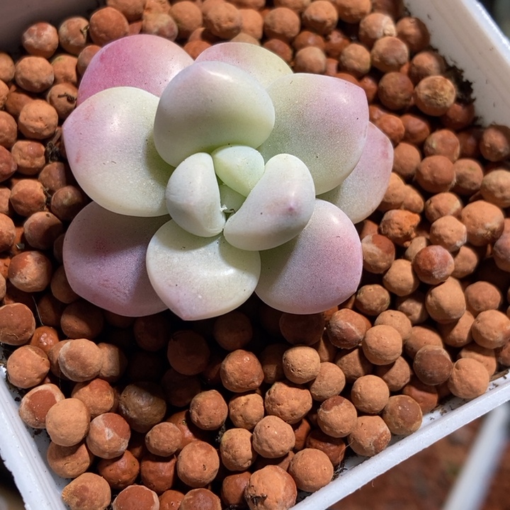 洛神锦多肉植物中