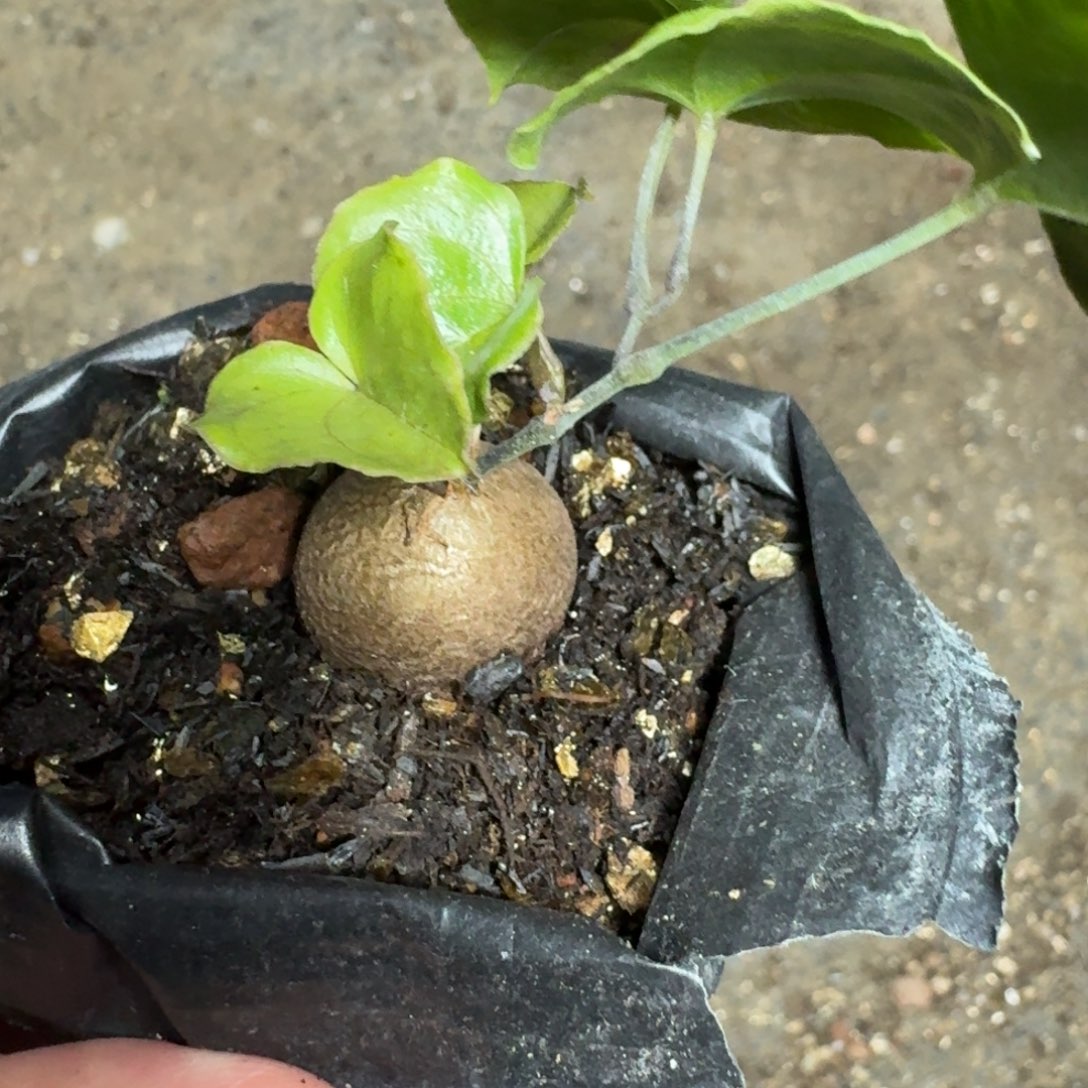 南非龟甲龙1颗量拍多肉植物