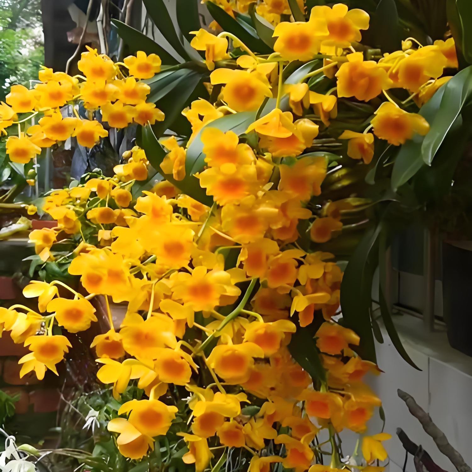 高品质精品石斛兰，营养丰富的健康之选