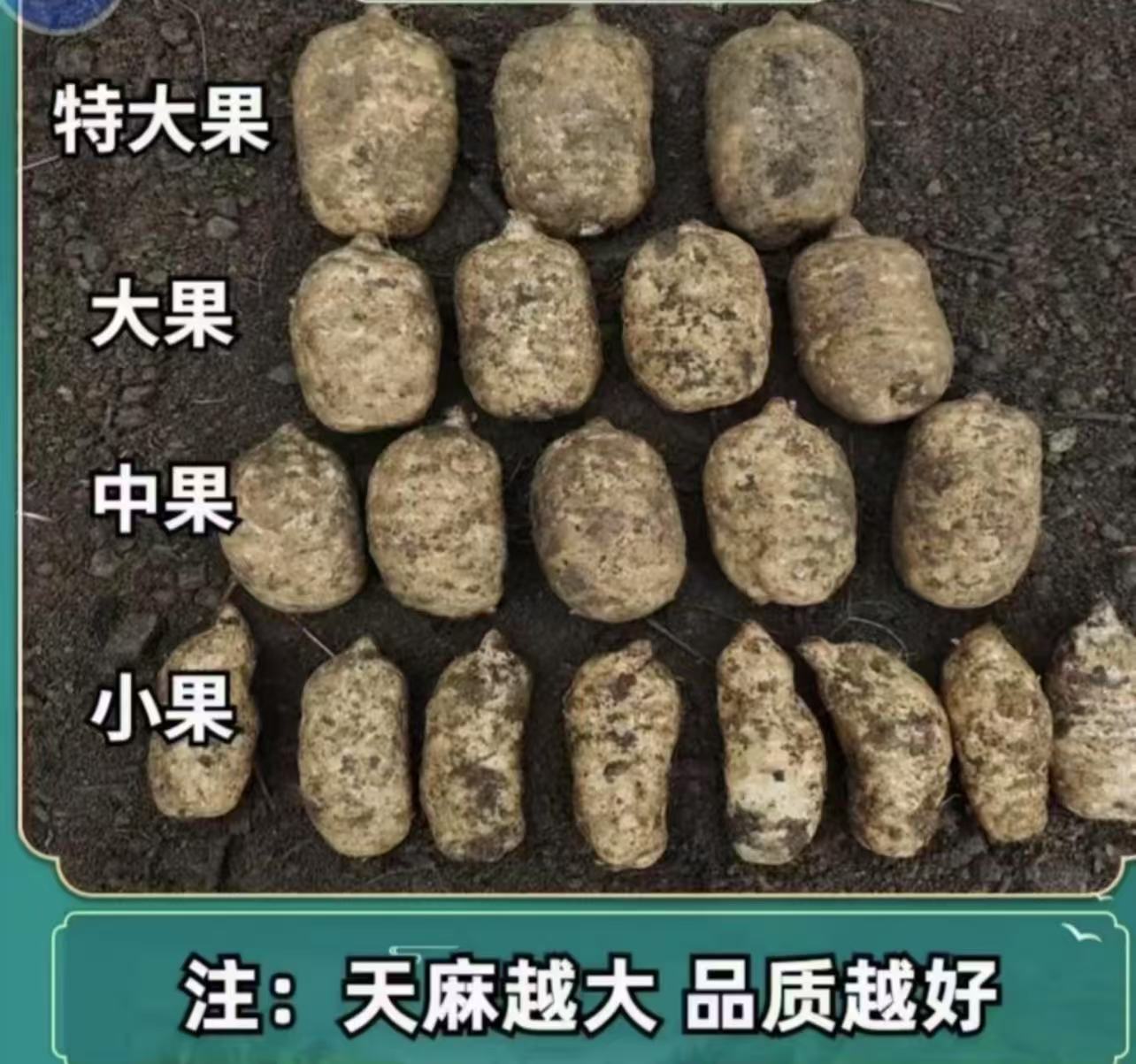 昭通小草坝大果鲜天麻