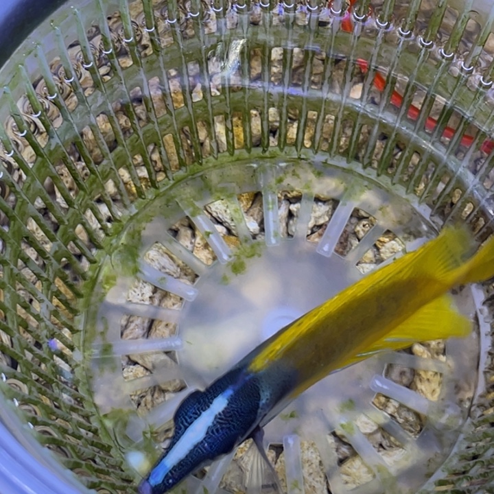 海水鱼黄狐狸一条顺丰包邮