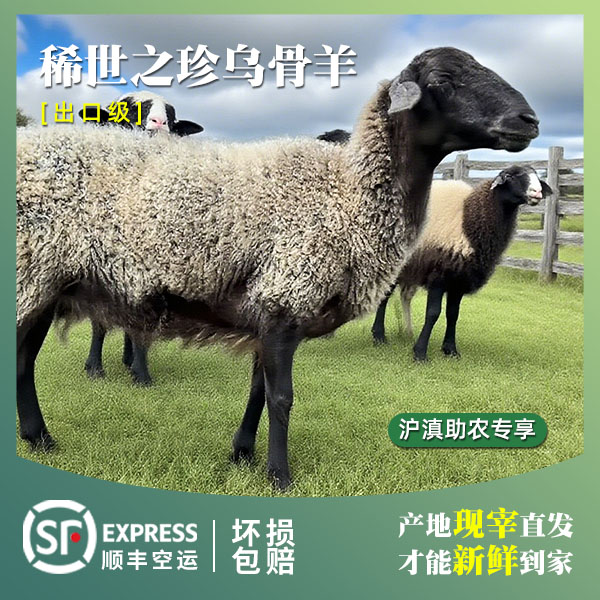 【兰坪直供】云南乌骨羊高原黑色素羊肉整羊整扇30公斤100%腿排