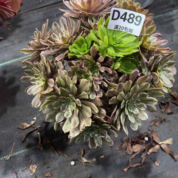 瑞妈一物一拍489