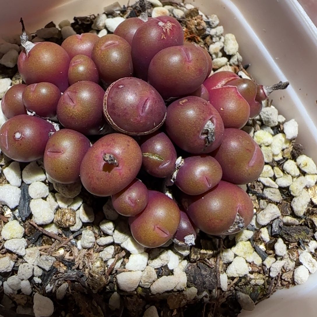 肉锥多肉植物百科2-福利1611有疤