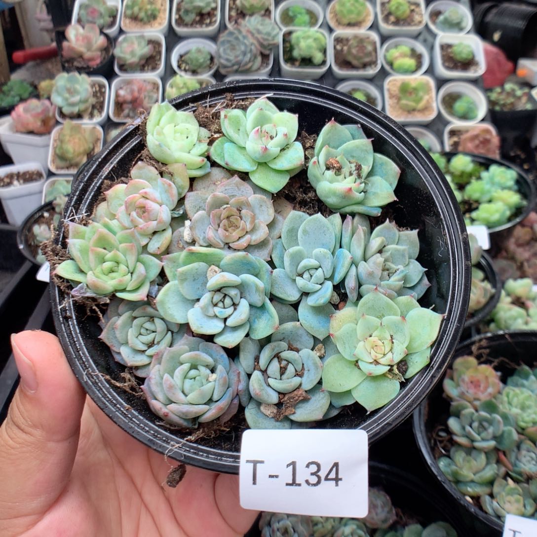 无花朵T134英语英语