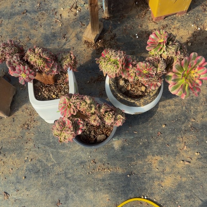 多**叔特特特特特特特2236