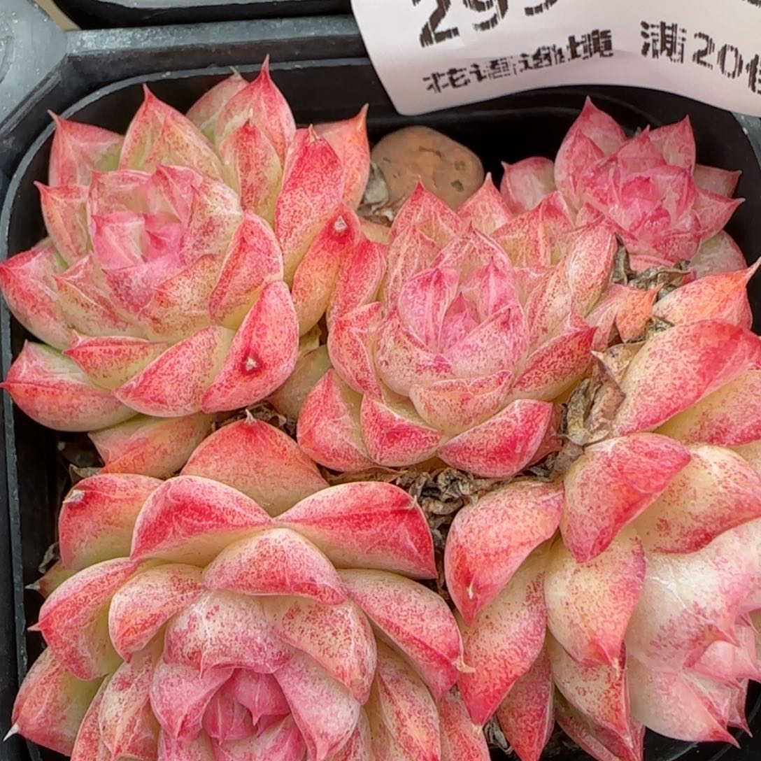 花语逸镜0129-299