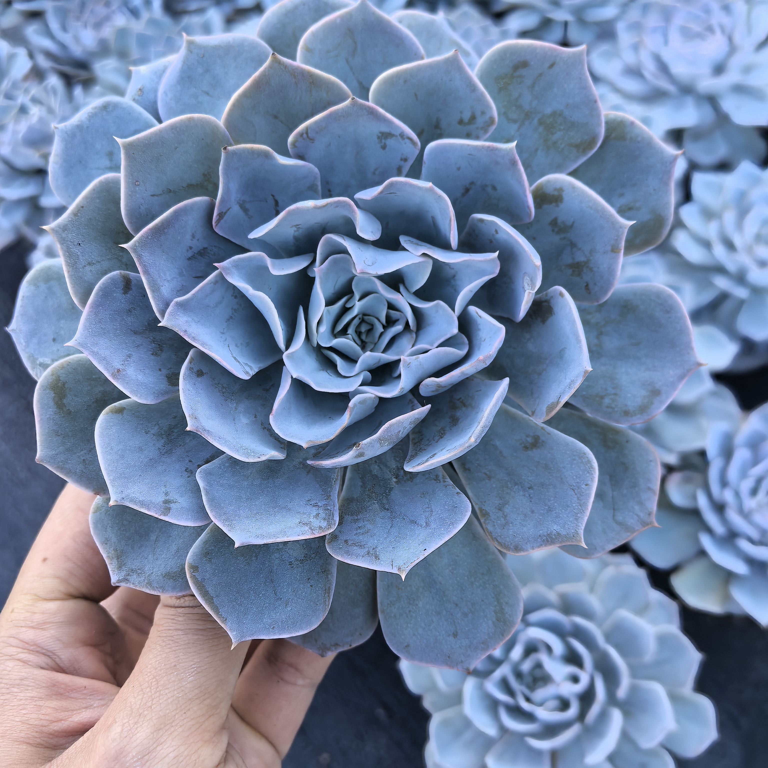 ynlsl蓝石莲多肉植物大颗好养适合室内阳台小盆栽绿植花卉