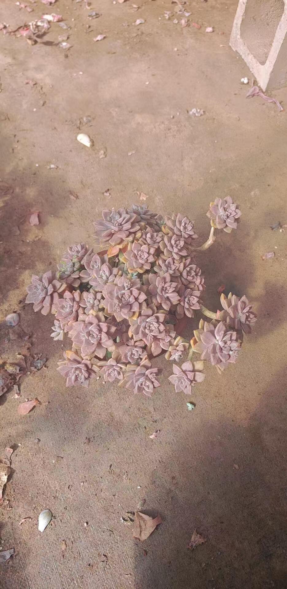 飘枝阿伦陪（脱土发货）多肉植物