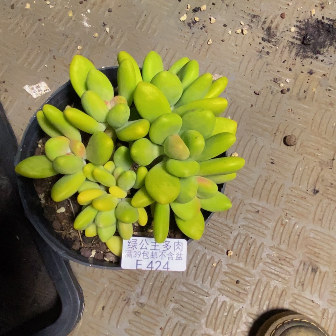 424金蝉芒果奶多肉9c m