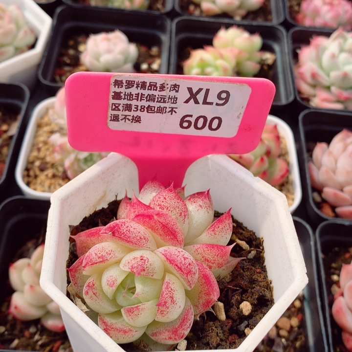 麦秆6cm多肉植物