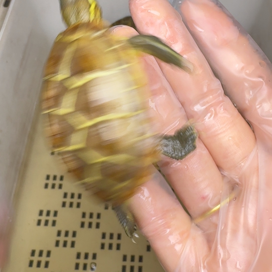 母绿毛龟一****旭黄肉黄肉