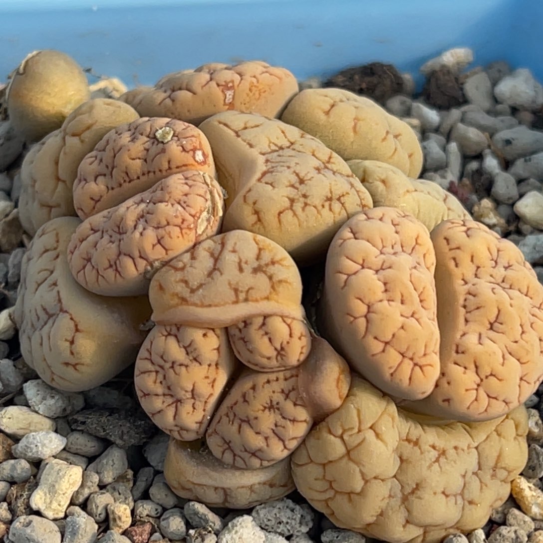 8446四头奔怪铁189群一颗