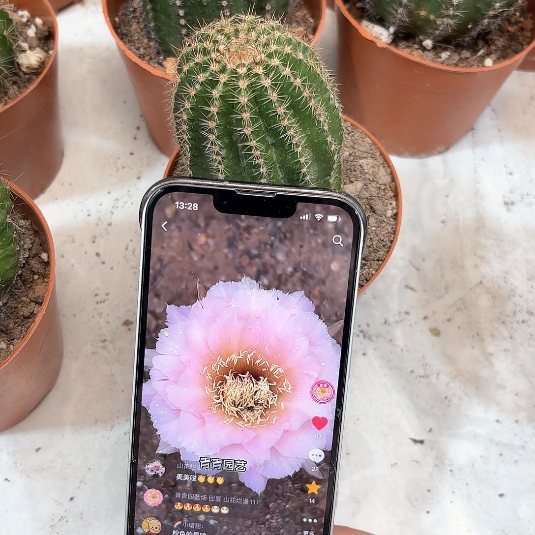 彩草11号5公分左右