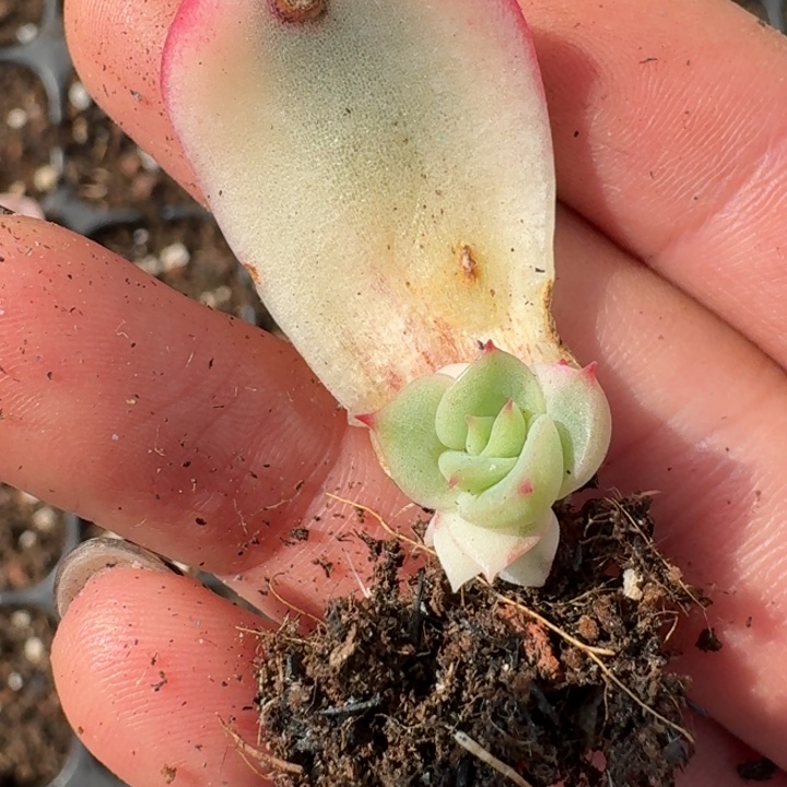 侧影叶片一物一拍