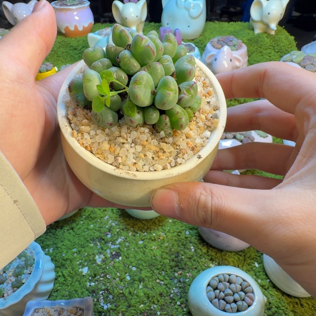 S***子多肉葡萄的味道真的1404