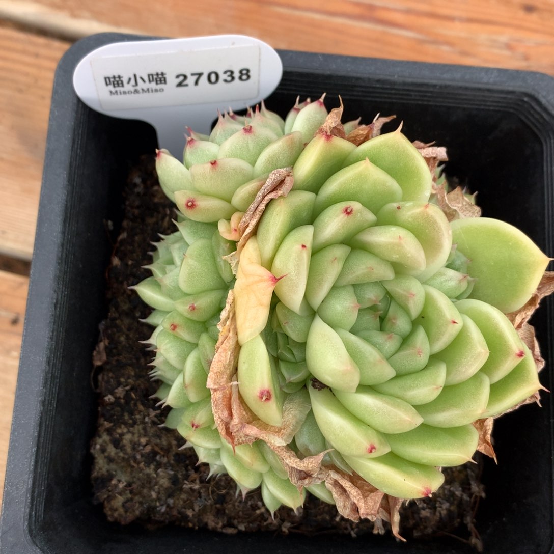6*多肉植物麦秆珍妮