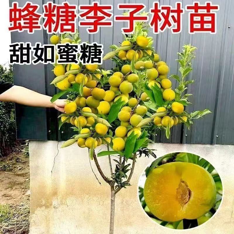 脆甜李子树南北方盆栽地种蜂糖李子嫁接西梅大红袍李子果树果苗
