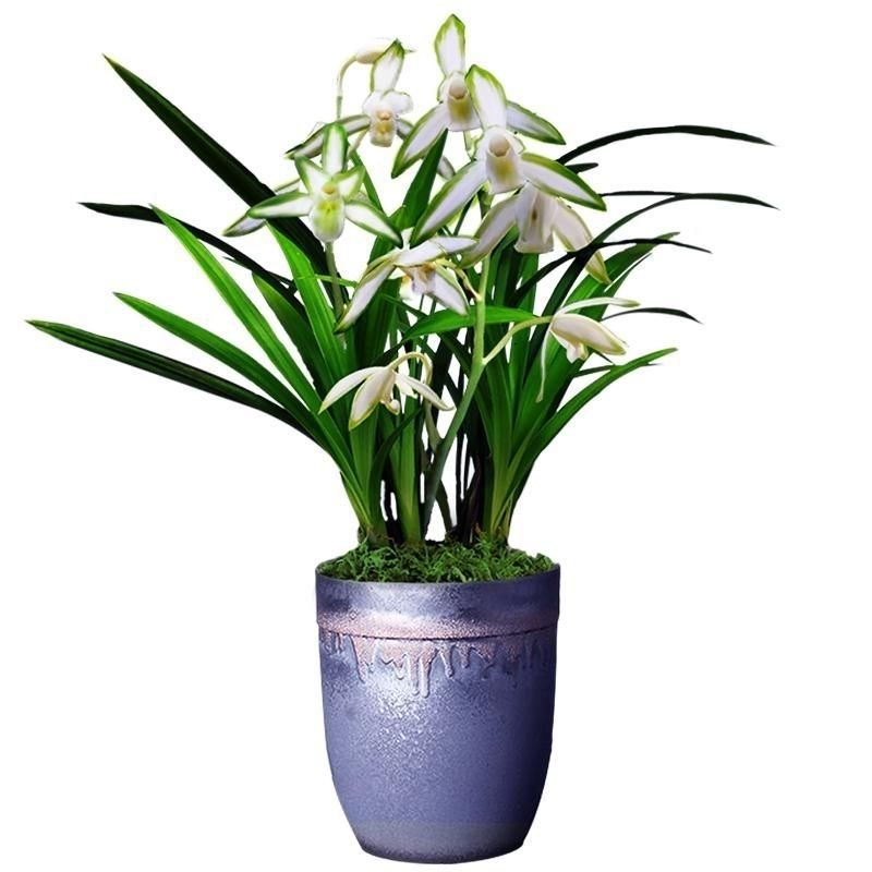 兰花草青山玉泉建兰四季兰素心花苗浓香盆栽花卉绿植物名贵