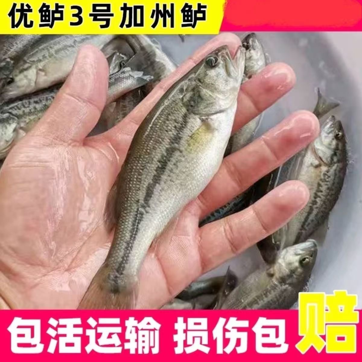  【渔场直发】鲈鱼 优鲈三号 淡水鱼 鲈鱼 冷水大口黑鲈包邮