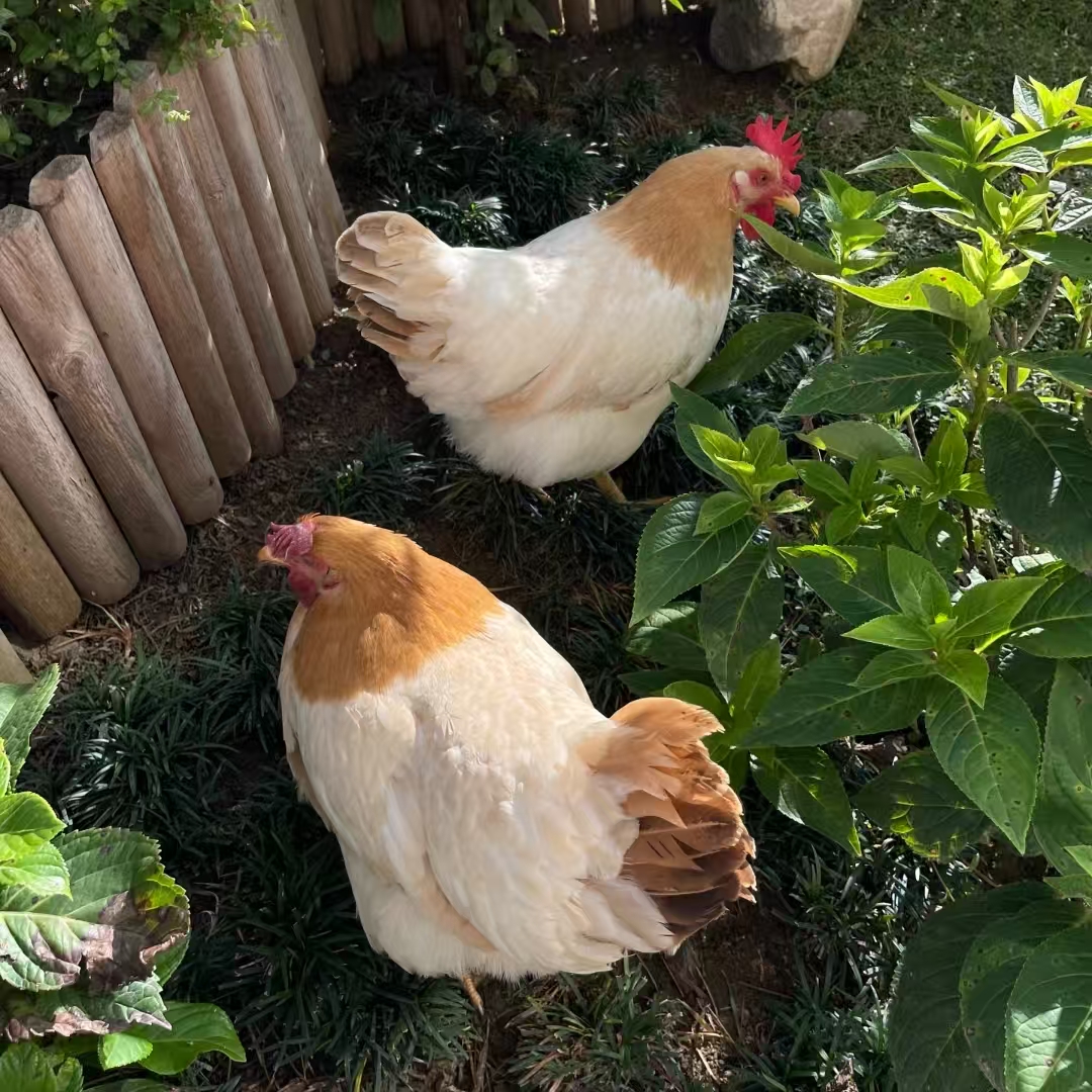 古典鸡15大只带框发货C