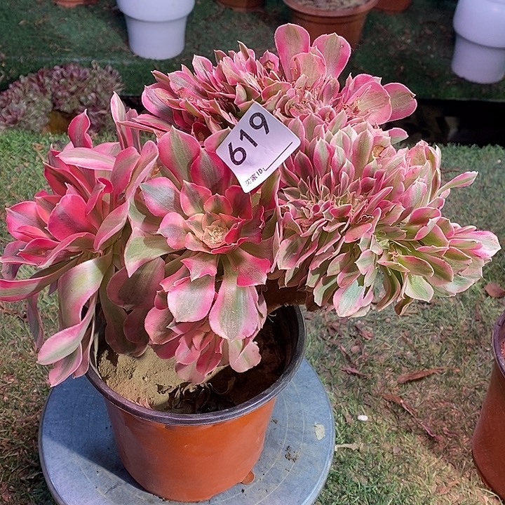 糖果女巫法师锦缀化619