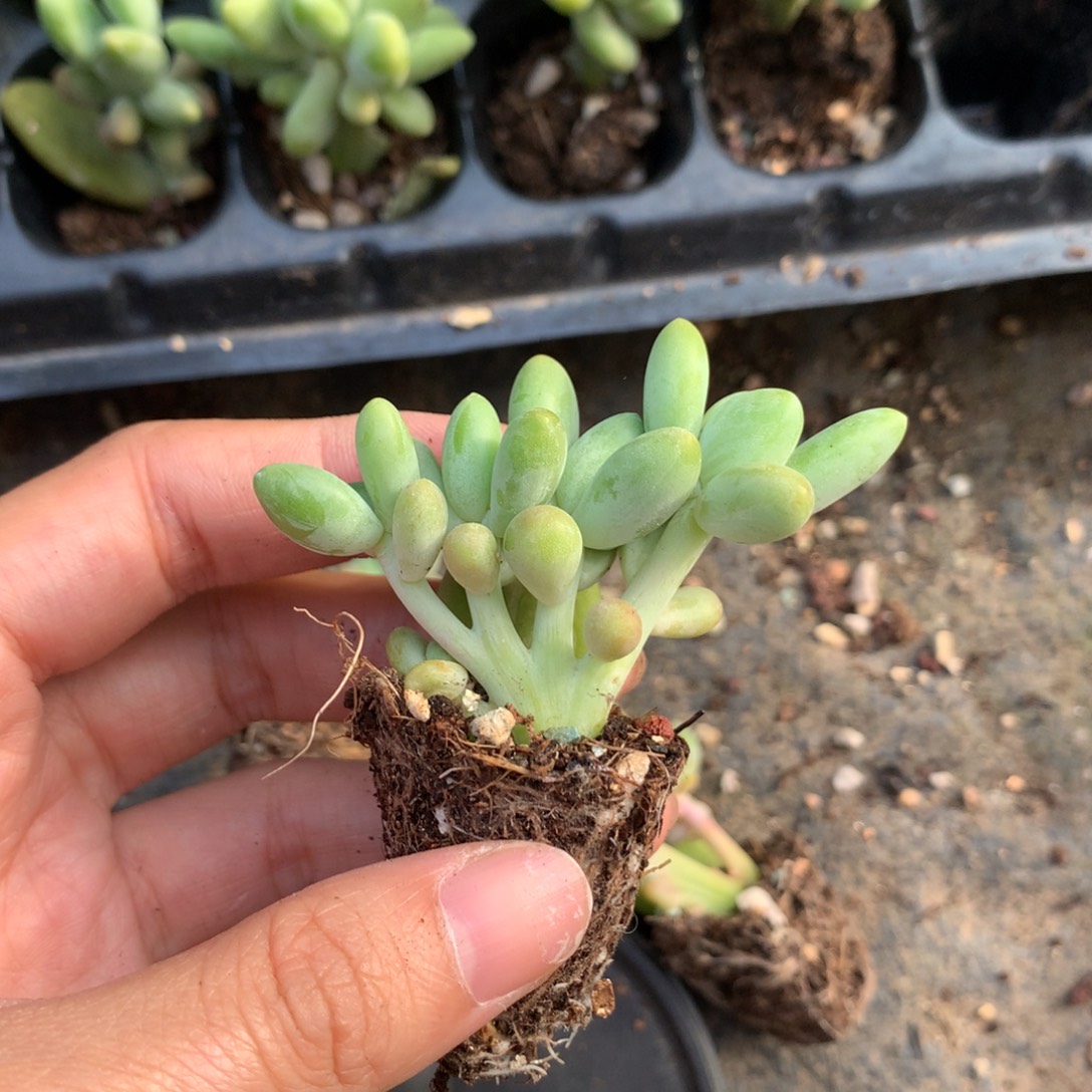 岁***愉芒果奶酪多肉，板子。