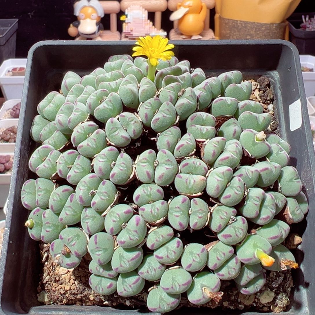 1121-726群生口笛