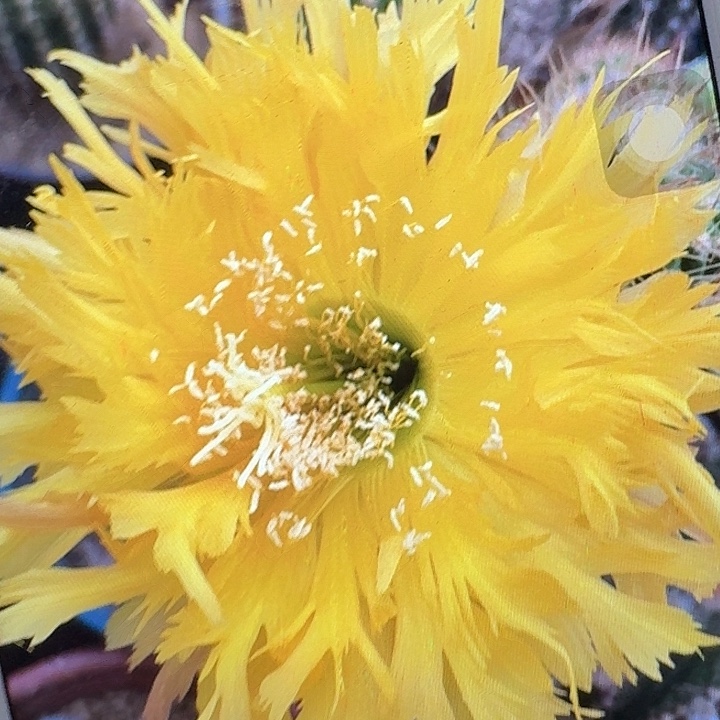 黄锯齿侧芽5公分左右毛花柱（20包邮）