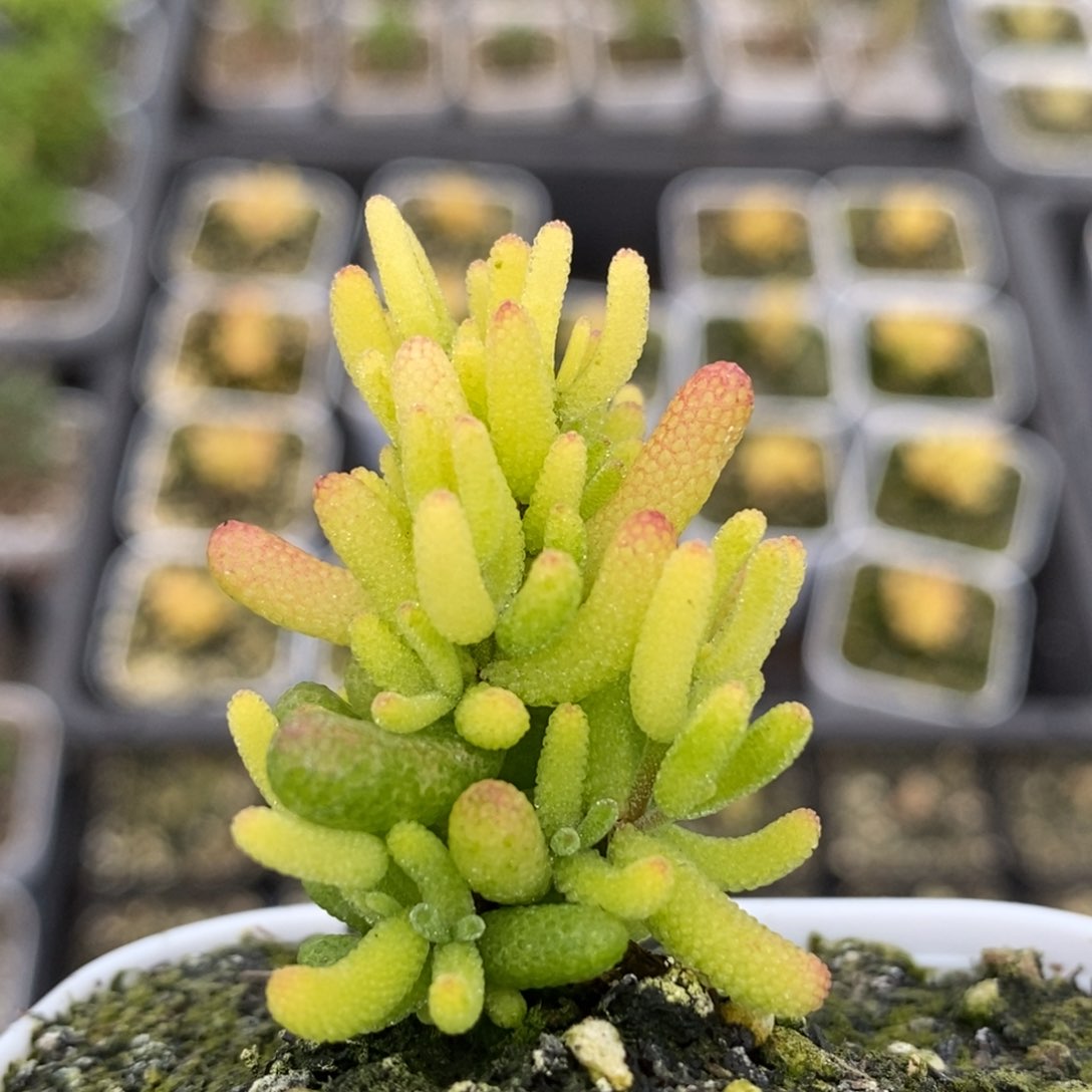 糖球锦256枝干番杏