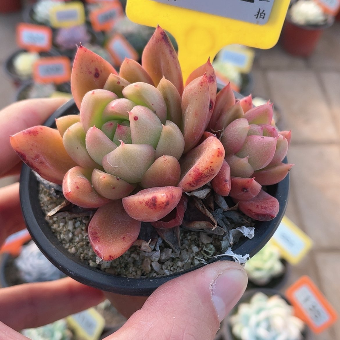 【闪购商品】1232号