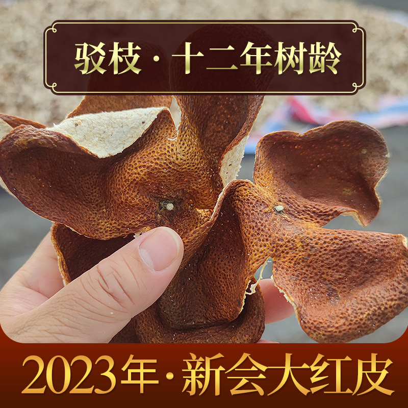 2023新会三江 12年老树皮 驳枝大红皮 12月8日采摘新皮