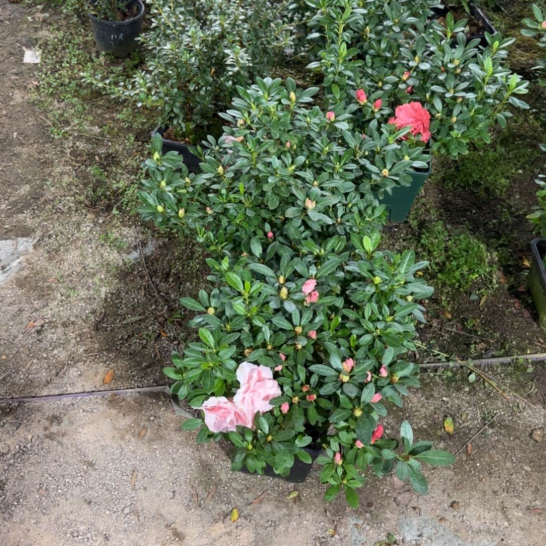 （***）完全开放桃梅锦双色