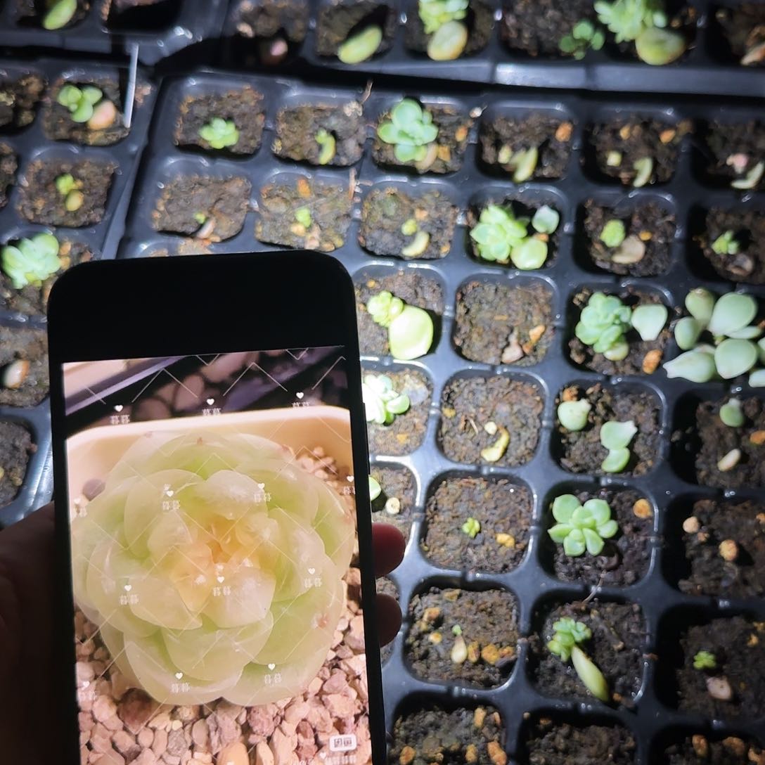 暮暮财富中苗穴一个满25包邮