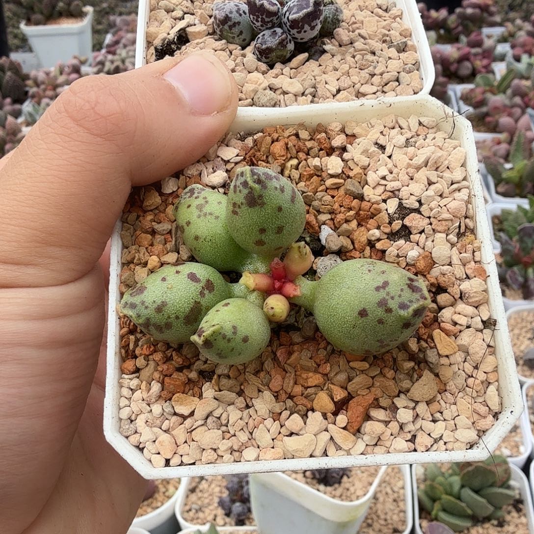 太***糖黄金丸叶家达摩海豹         