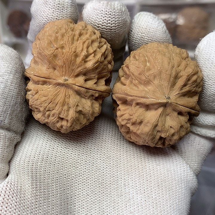 核桃珊瑚纹绣球18号