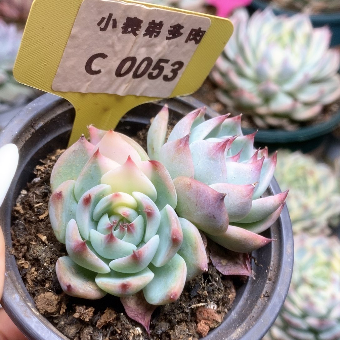 053锦锦锦锦锦锦锦