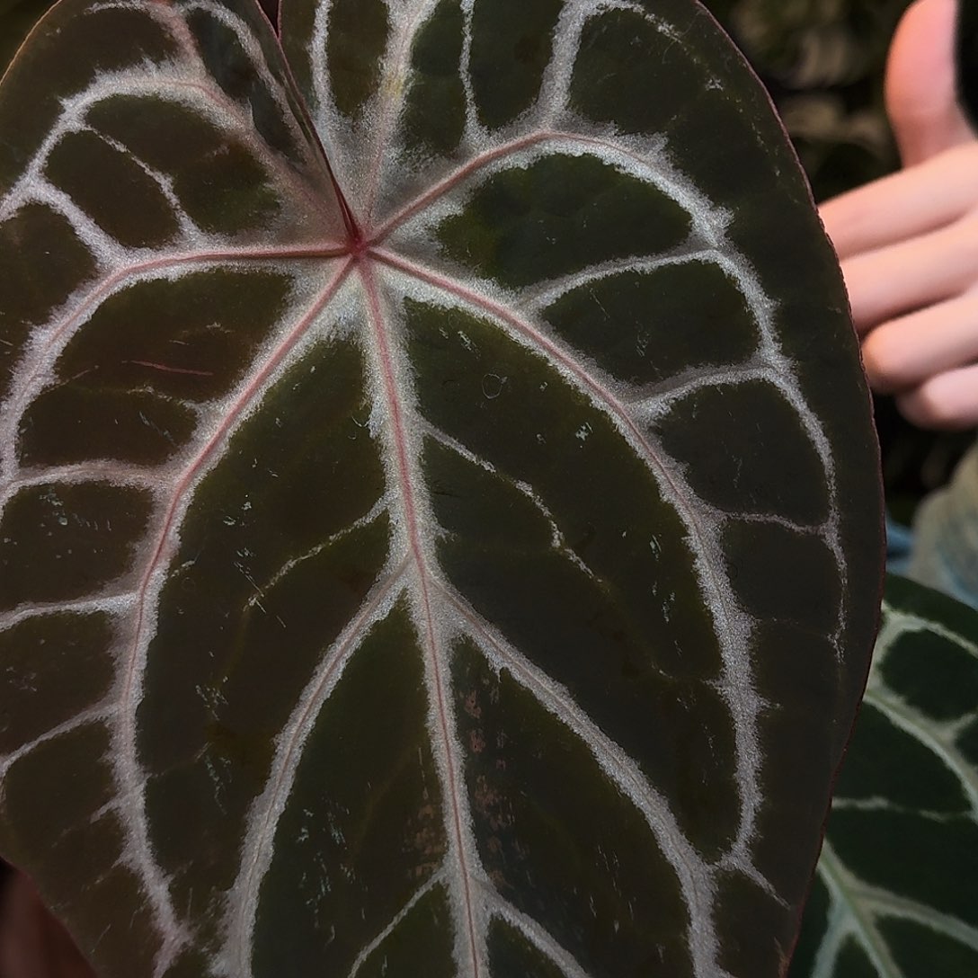 完全开放R21zara米歇尔杂银骑士叶损福利无售后