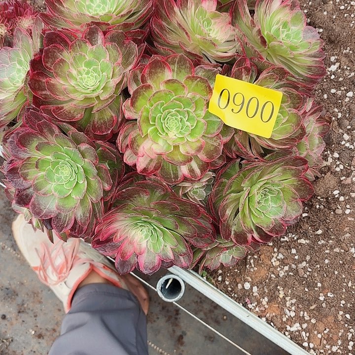 多肉植物福利0900
