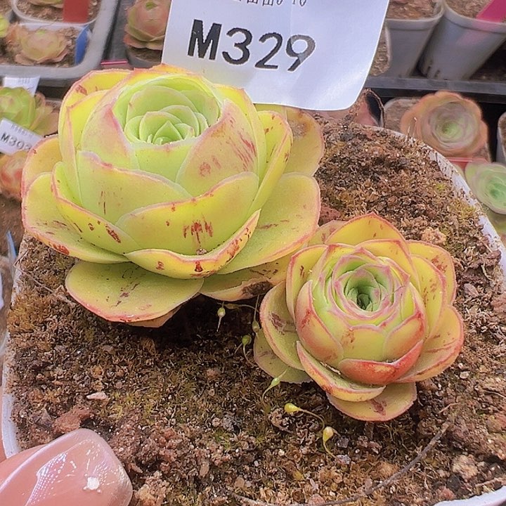 山地玫瑰多肉植物329