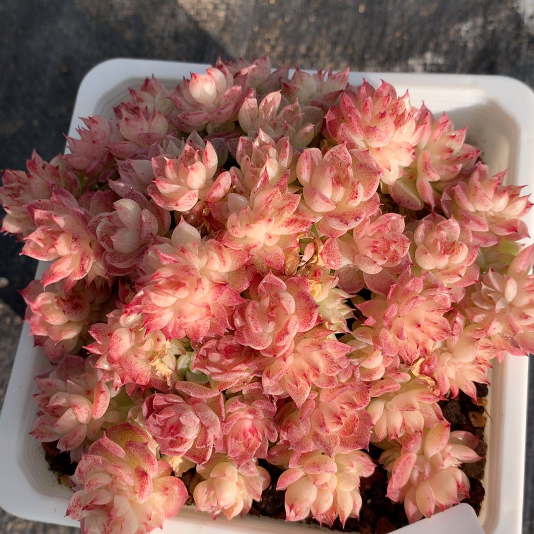 0204-45 麦杆优选